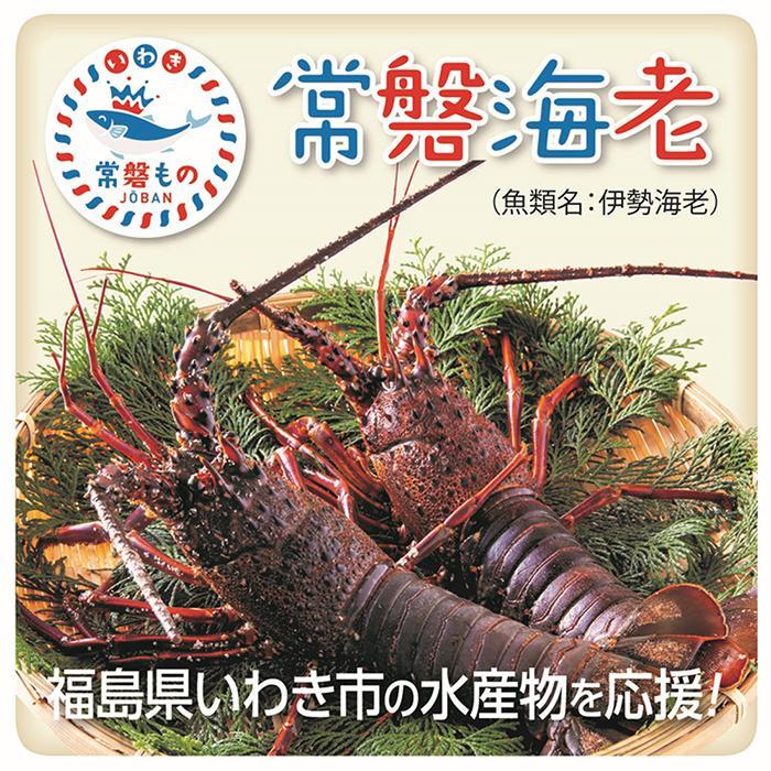 常磐物!冷凍伊勢海老 約1キロ(加熱用)エビ
