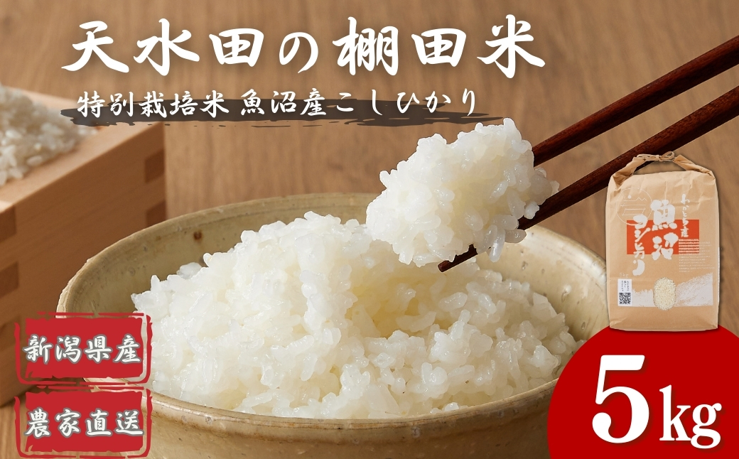 【令和7年産 新米予約】 わかとち産 魚沼コシヒカリ特別栽培 棚田米 5kg 新潟県 小千谷市 白米 先行予約【0013-0003-01】