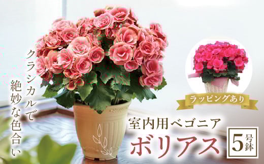 室内用ベゴニア「ボリアス」5号鉢 (ラッピング有) ベゴニア ボリアス 室内用 鉢植え 鉢 花 フラワーギフト 贈り物 ギフト 記念日 お祝い F20E-737