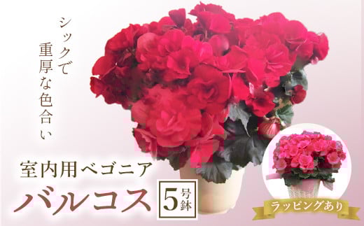 室内用ベゴニア「バルコス」5号鉢 (ラッピング有) ベゴニア バルコス 室内用 鉢植え 鉢 花 フラワーギフト 贈り物 ギフト 記念日 お祝い F20E-738
