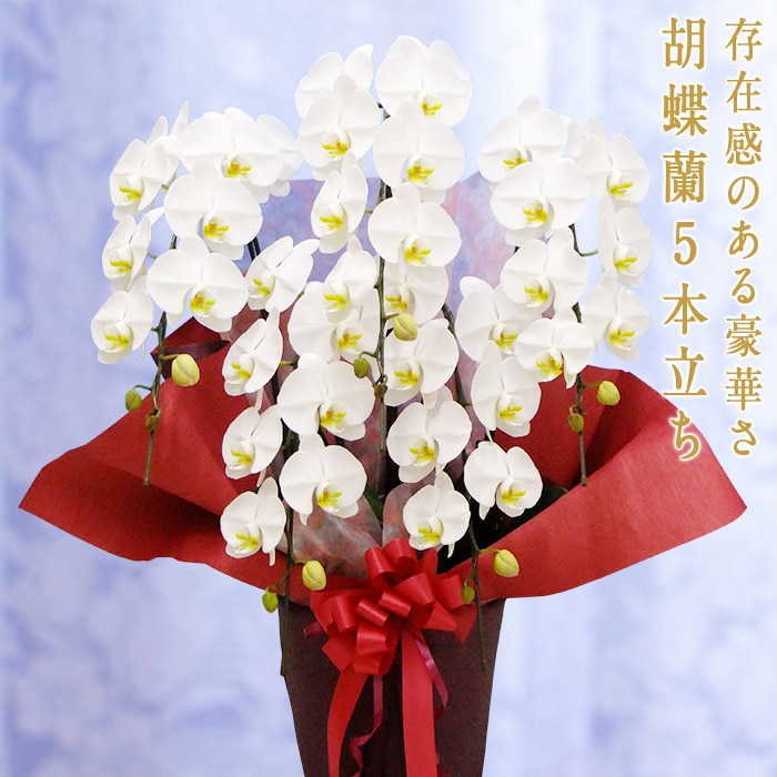 胡蝶蘭　白大輪　5本立ち F20E-256
