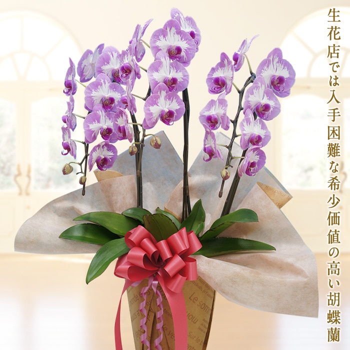 胡蝶蘭　プリンセスローズ　3本立ち F20E-254