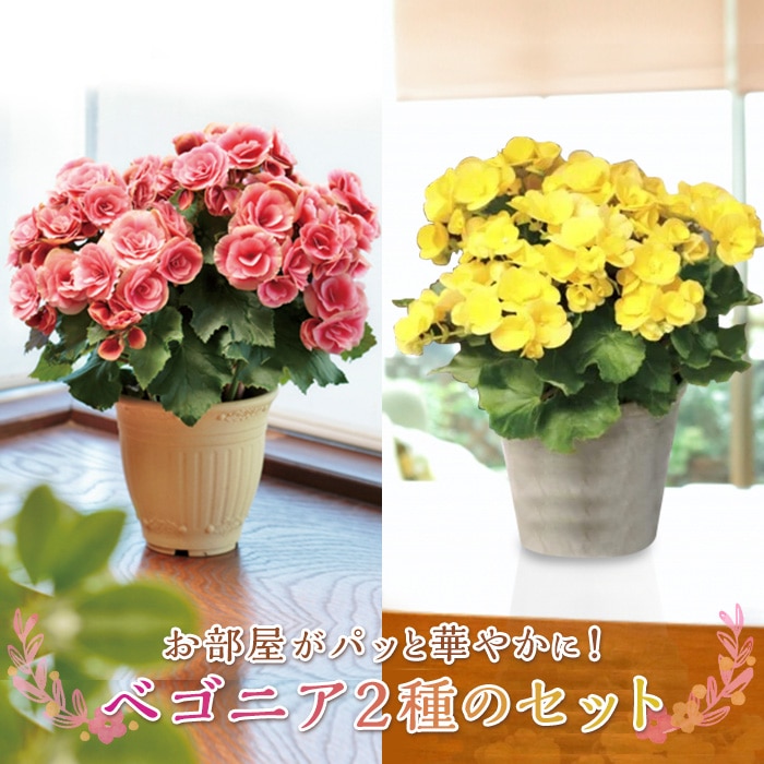 ベゴニア鉢植え二鉢セット F20E-457