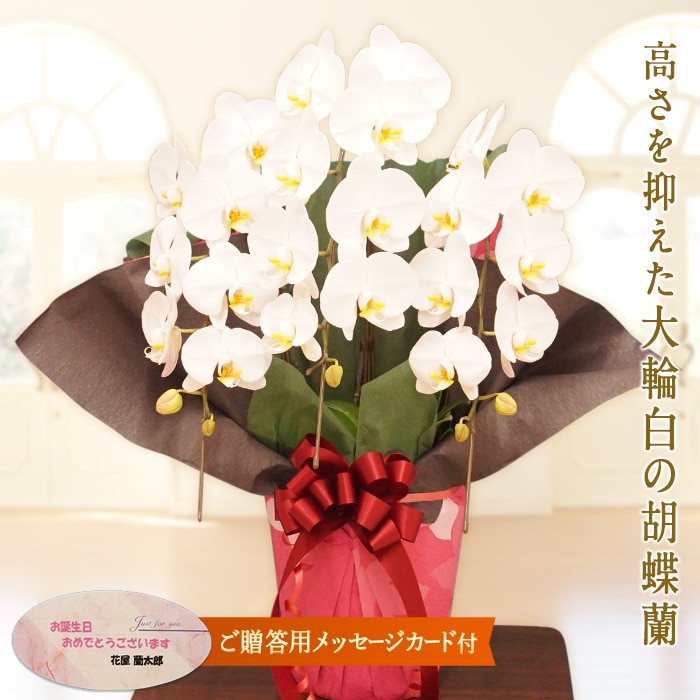 胡蝶蘭 白大輪(プリンス)3本立ち[メッセージカード付] F20E-421