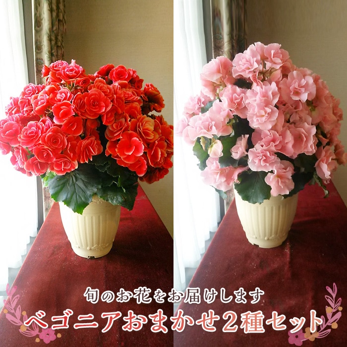 ベゴニア鉢植え「おまかせセット」 F20E-456