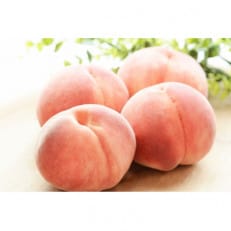 【2026年発送】フルーツ王国 長野県信州直送 白桃 約3kg(8~12玉)【配送不可地域:離島】【1576254】