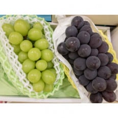 【2026年発送】大粒 北信州 ナガノパープル&シャインマスカット 各1房 計1kg以上【配送不可地域:離島】【1577498】