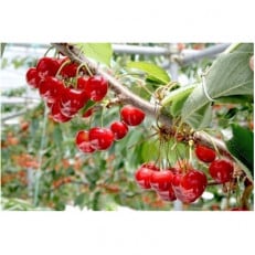 【2026年発送】産地直送 信州中野産 さくらんぼ 香夏錦 約600g(約200g×3パック)【配送不可地域:離島】【1582378】