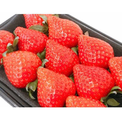 【2026年発送】長野県産　いちご　紅ほっぺ　1パック【約250g～300g】【配送不可地域：離島】【1603733】