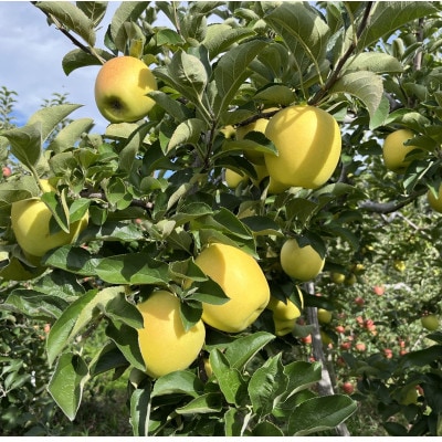 シャキシャキ!サクサク!シナノゴールド 家庭用 約10kg【1660814】