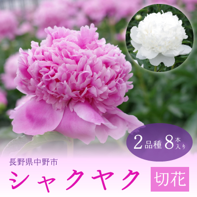 シャクヤク切花 2品種8本入り【配送不可地域:離島】【1283309】