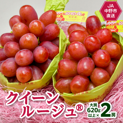 【2025年発送】JA中野市産地直送!クイーンルージュ(R)大房620g以上×2房(1.2kg以上)【配送不可地域：離島】【1478916】