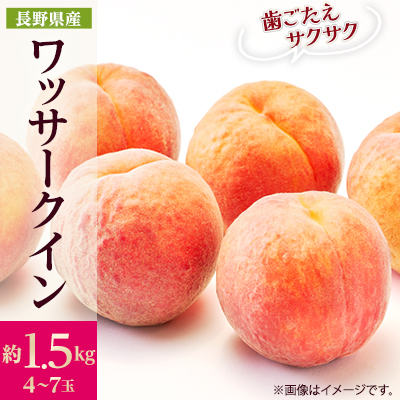 【2026年発送】フルーツ王国 長野県信州直送 ワッサークイン 約1.5kg(4~7玉)【配送不可地域:離島】【1530500】
