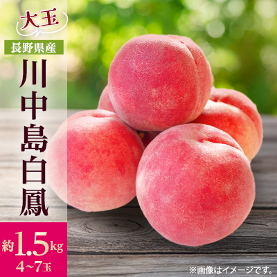 【2026年発送】フルーツ王国 長野県信州直送 桃 川中島白鳳 約1.5kg(4~7玉)【配送不可地域:離島】【1530522】