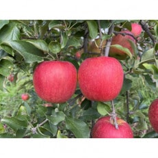 シャキシャキッ!サンふじ 家庭用 約5kg【1558489】