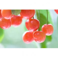 【2026年発送】フルーツ王国　信州中野産　さくらんぼ　佐藤錦　約400g(約200g×2パック)【配送不可地域：離島】【1570910】