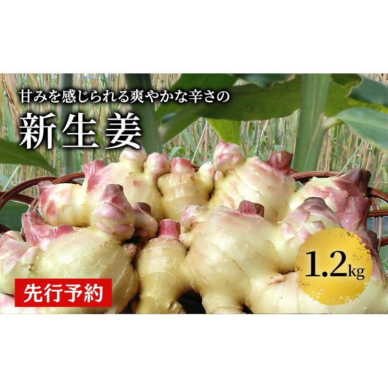 秋田県 にかほ市産 新生姜1.2kg【 生姜 しょうが ショウガ ジンジャー 薬味 】