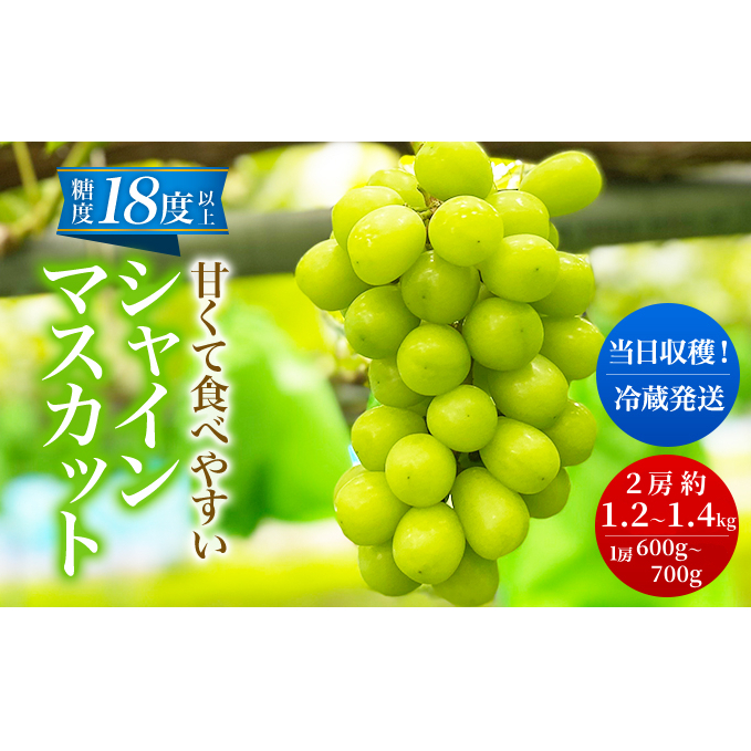 先行予約 甘く食べやすい シャインマスカット 2房（1房 600～700g）＜出荷時期：2025年10月上旬～10月中旬ごろ＞数量限定 期間限定 果物 フルーツ ぶどう ブドウ マスカット