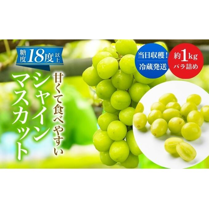 先行予約 甘く食べやすい シャインマスカット 粒 バラ詰め 約1kg＜出荷時期：2025年10月上旬～10月中旬ごろ＞数量限定 期間限定 果物 フルーツ ぶどう ブドウ マスカット