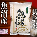 【2025年度産】魚沼産特別栽培米コシヒカリ 5kg お米 おこめ こめ 精米 白米 こしひかり 新潟 
