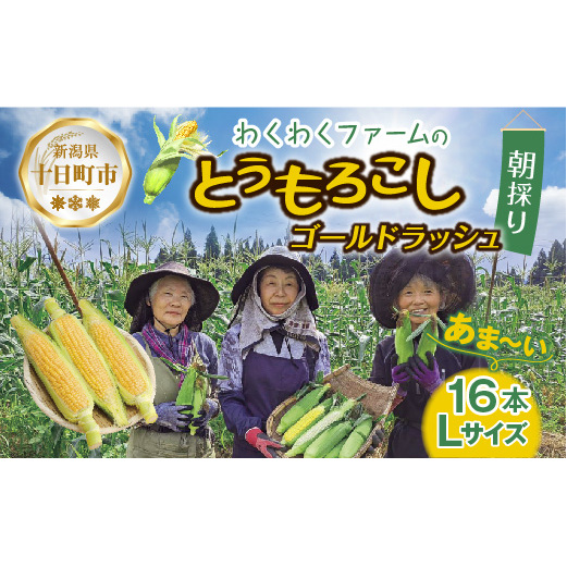 |先行予約受付|令和7年産 朝採れ とうもろこし ゴールドラッシュ Lサイズ 16本 甘い 国産 トウモロコシ 産地直送 新鮮 フレッシュ コーン 農園 野菜 農作物 わくわくファーム 送料無料 グルメ