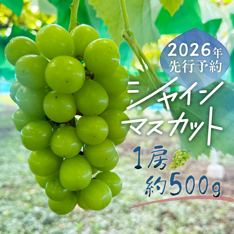 【2026年先行予約】シャインマスカット 1房（約500g）