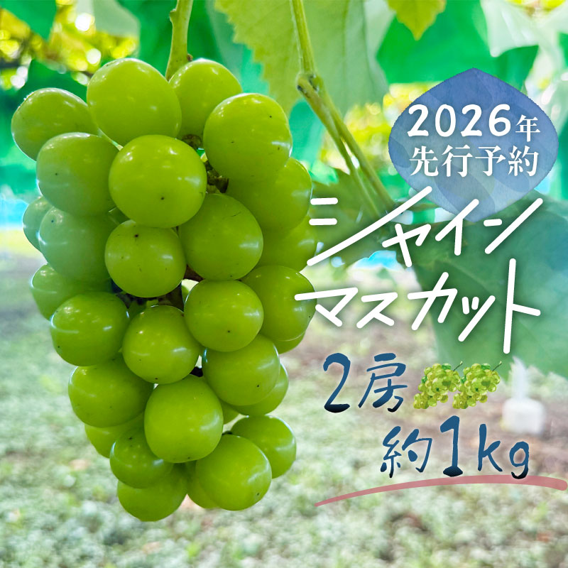 【2026年先行予約】シャインマスカット 2房　（約1.0kg）