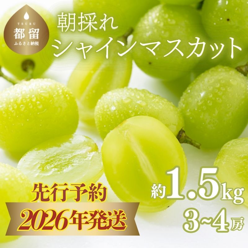 [2026年先行予約] シャインマスカット約1.5kg(3~4房)|マスカット シャインマスカット 山梨 ブドウ ぶどう 葡萄 先行予約