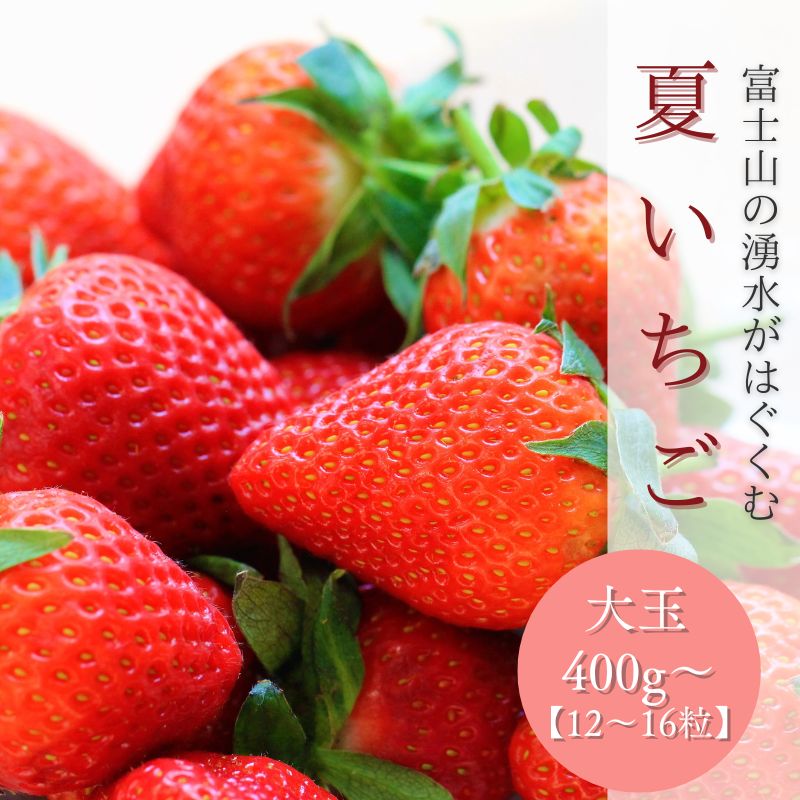 [湧水のミネラルたっぷり!山梨の夏いちご][2025年 先行予約]夏いちご 大玉12〜16粒入り(400g〜)