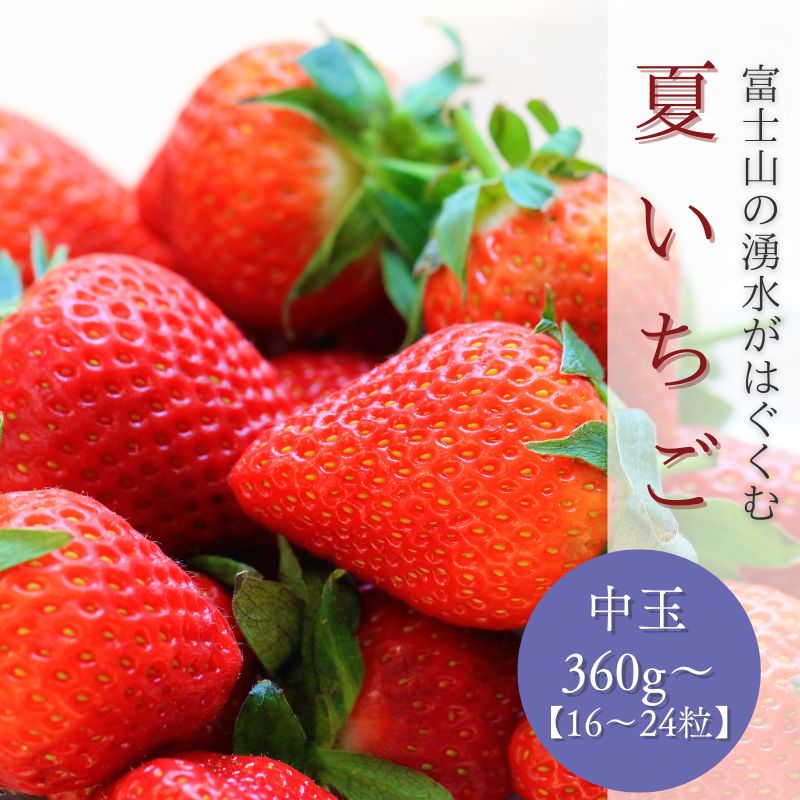 [湧水のミネラルたっぷり!山梨の夏いちご][2025年 先行予約]夏いちご 中玉16〜24粒入り(360g〜)