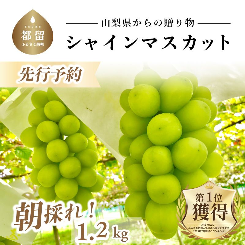 大好評!!【2025年 先行予約】 山梨県産 シャインマスカット ２房 (1.2kg以上)
