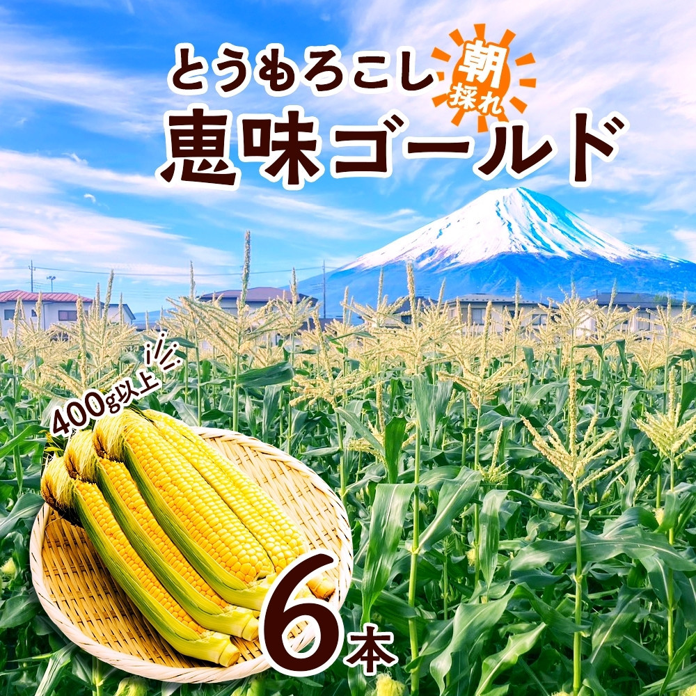 とうもろこし 恵味 ゴールド 400g以上 × 6本 高糖度 トウモロコシ スイートコーン 玉蜀黍 イエローコーン 黄 夏野菜 甘い ジューシー 野菜 おやつ 旬 産地直送 湖南野菜出荷組合 山梨県 富士河口湖町
