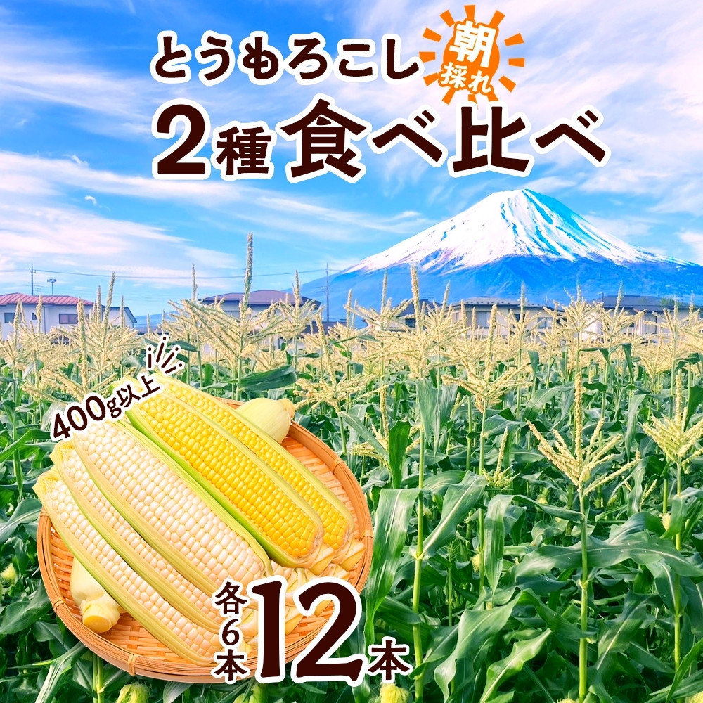 とうもろこし イエロー ＆ ホワイト 2種 食べ比べ 恵味ゴールド 白い恵味 400g以上 各6本 計12本 野菜 おやつ 旬 産地直送 送料無料 湖南野菜出荷組合 山梨県 富士河口湖町