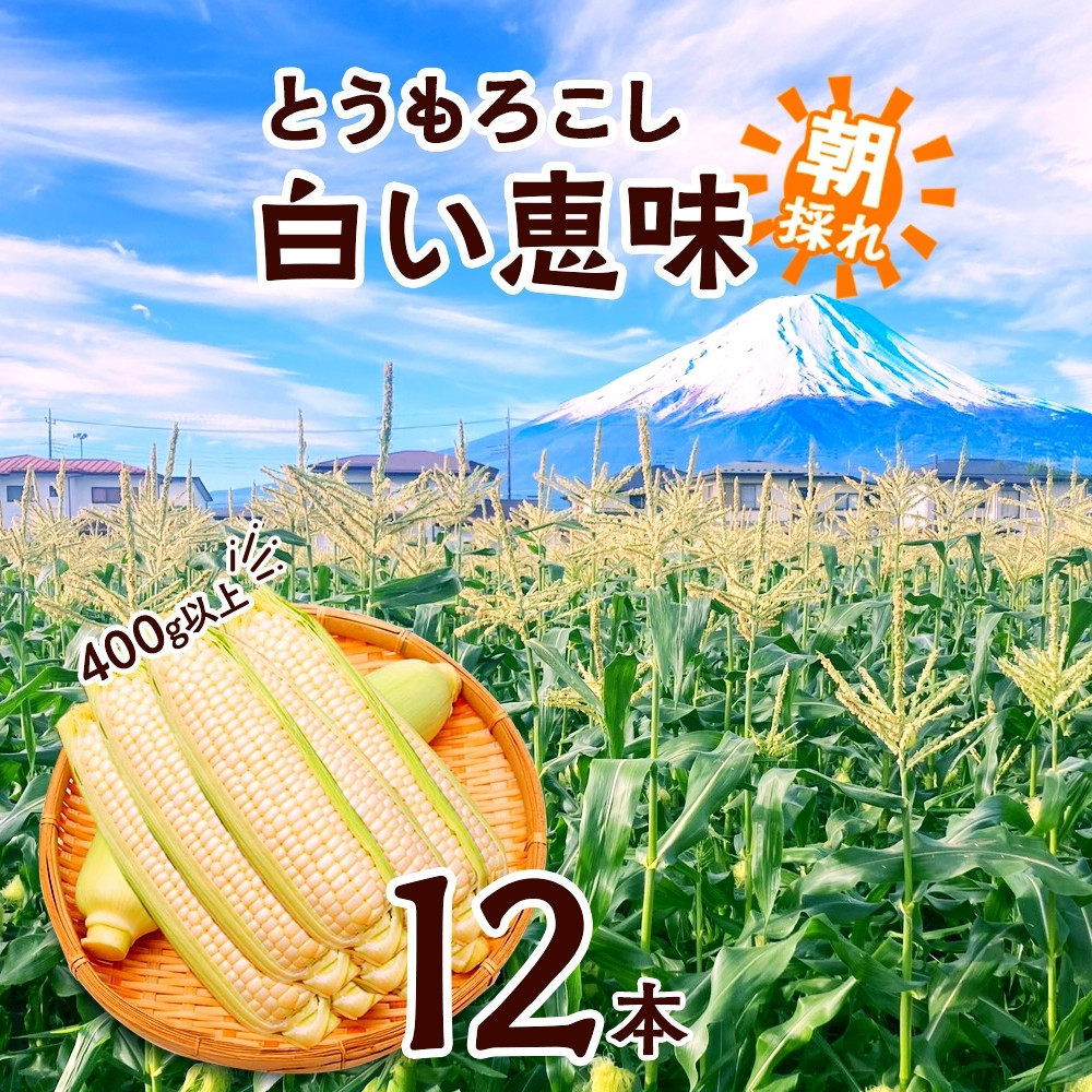 とうもろこし 白い恵味 ホワイト 400g以上×12本 計4.8kg以上 高糖度 トウモロコシ スイートコーン 玉蜀黍 白 夏野菜 ジューシー 野菜 おやつ 甘い 旬 産地直送 送料無料 湖南野菜出荷組合 山梨県 富士河口湖町