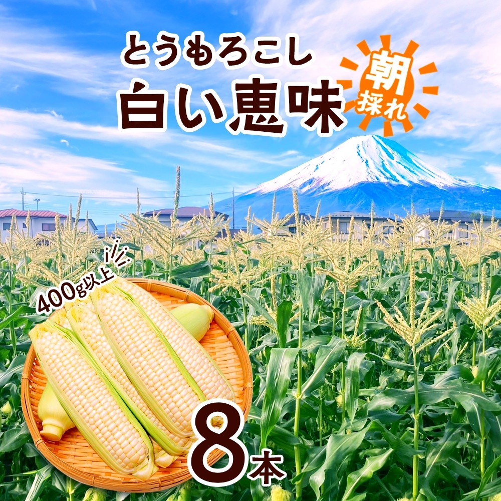 とうもろこし 白い恵味 ホワイト 400g以上×8本 計3.2kg以上 高糖度 トウモロコシ スイートコーン 玉蜀黍 白 コーン 夏野菜 ジューシー 野菜 おやつ 甘い 旬 産地直送 送料無料 湖南野菜出荷組合 山梨県 富士河口湖町