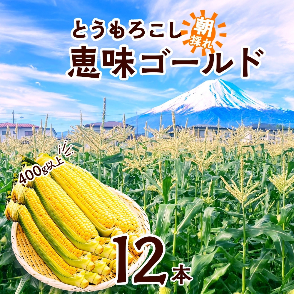 とうもろこし 恵味 ゴールド 400g以上×12本 計4.8kg以上 高糖度 トウモロコシ スイートコーン 玉蜀黍 イエローコーン 黄 夏野菜 甘い ジューシー 野菜 おやつ 旬 産地直送 送料無料 湖南野菜出荷組合 山梨県 富士河口湖町