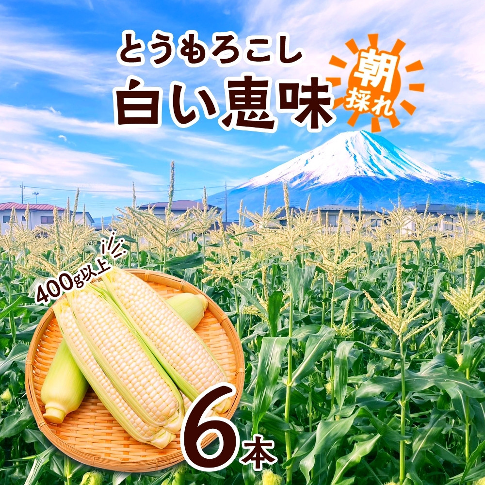 とうもろこし 白い恵味 ホワイト 400g以上×6本 計2.4kg以上 高糖度 トウモロコシ スイートコーン 玉蜀黍 白 夏野菜 ジューシー 野菜 おやつ 甘い 旬 産地直送 送料無料 湖南野菜出荷組合 山梨県 富士河口湖町