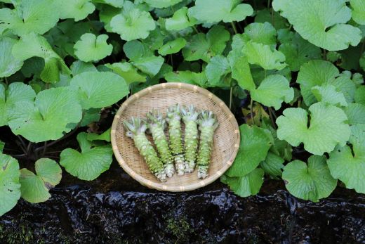 [生産者直送]宮守特産わさび 真妻(生) 200g(3〜4本)[わさび用おろし金付き]