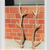 鹿の角　飾り用[#0070_mur]