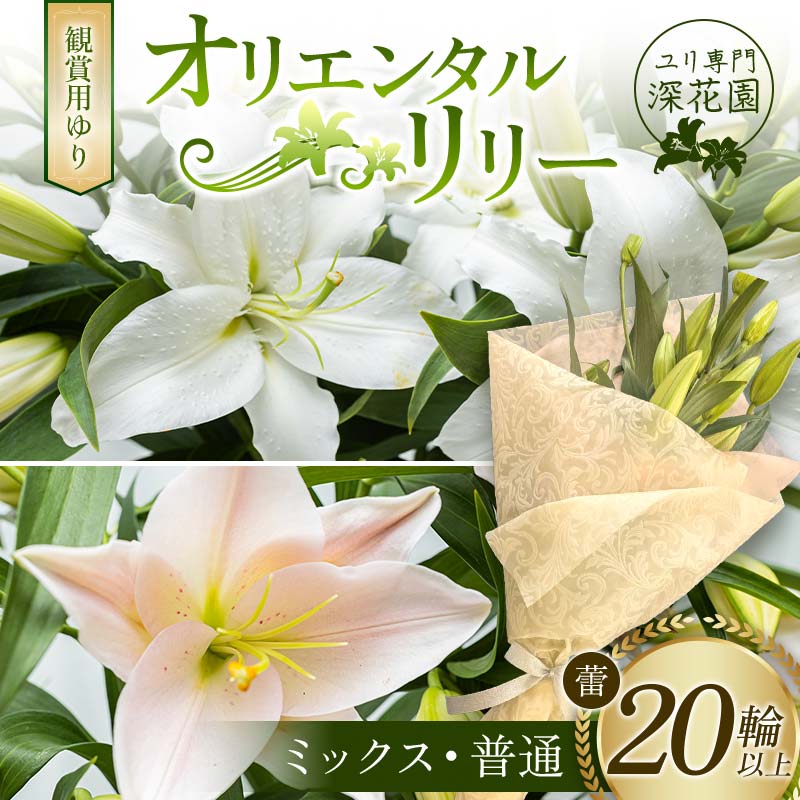 ユリ専門＜深花園＞観賞用ゆり オリエンタルリリー ＜ミックス・普通＞ 蕾20輪以上 F23R-964