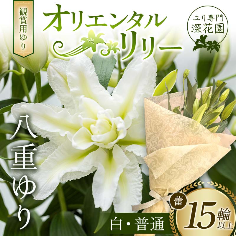 ユリ専門＜深花園＞観賞用ゆり オリエンタルリリー 八重ゆり ＜白・普通＞ 蕾15輪以上 F23R-951