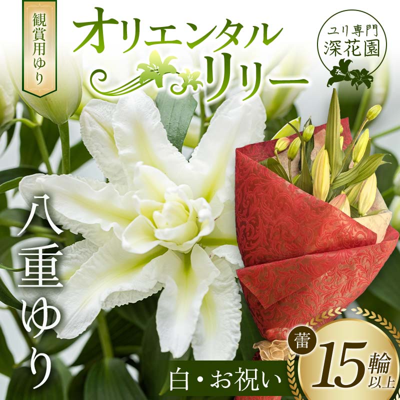 ユリ専門＜深花園＞観賞用ゆり オリエンタルリリー 八重ゆり ＜白・お祝い＞ 蕾15輪以上 F23R-952