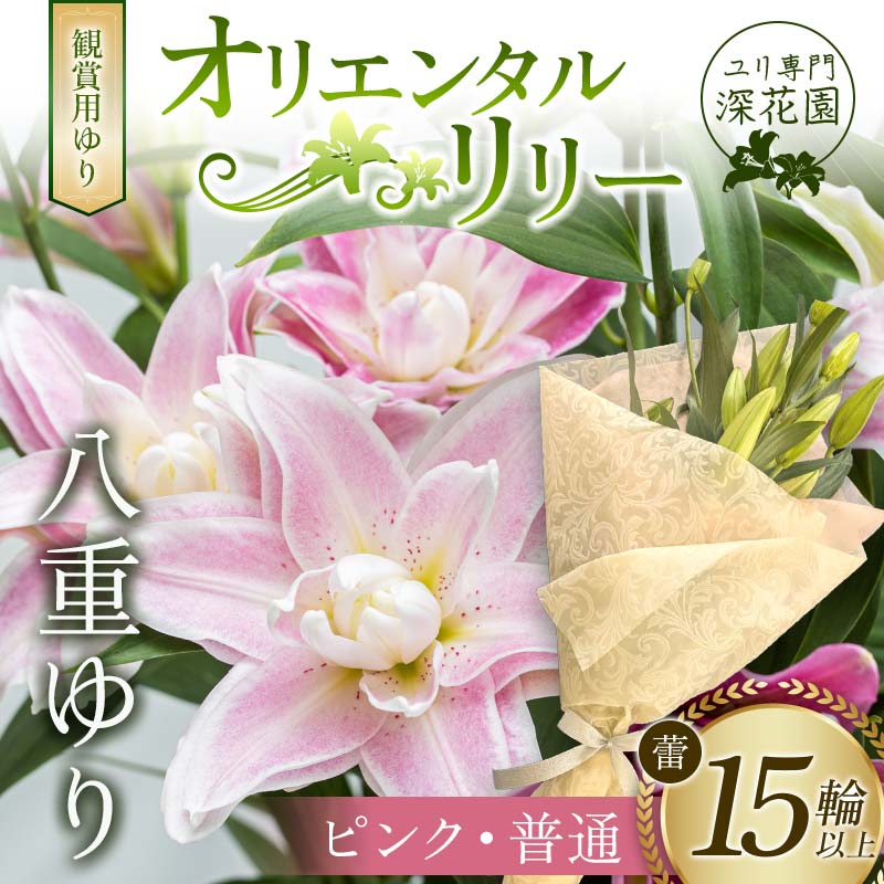 ユリ専門＜深花園＞観賞用ゆり オリエンタルリリー 八重ゆり ＜ピンク・普通＞ 蕾15輪以上 F23R-954