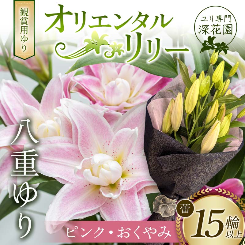 ユリ専門＜深花園＞観賞用ゆり オリエンタルリリー 八重ゆり ＜ピンク・おくやみ＞ 蕾15輪以上 F23R-956