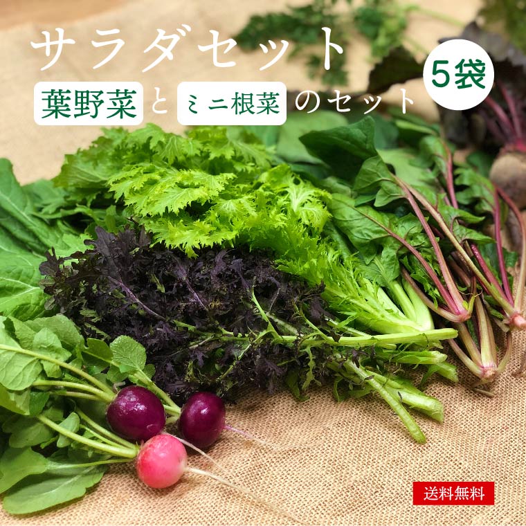 都内マルシェで人気のお野菜！ サラダに最適！葉野菜とミニ根菜
