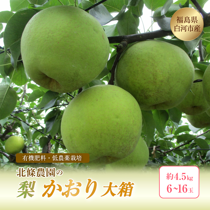 北條農園 有機肥料 低農薬栽培 梨＜かおり＞大箱 約4.5kg 6~16玉 なし ナシ 福島県 白河市 F21R-118