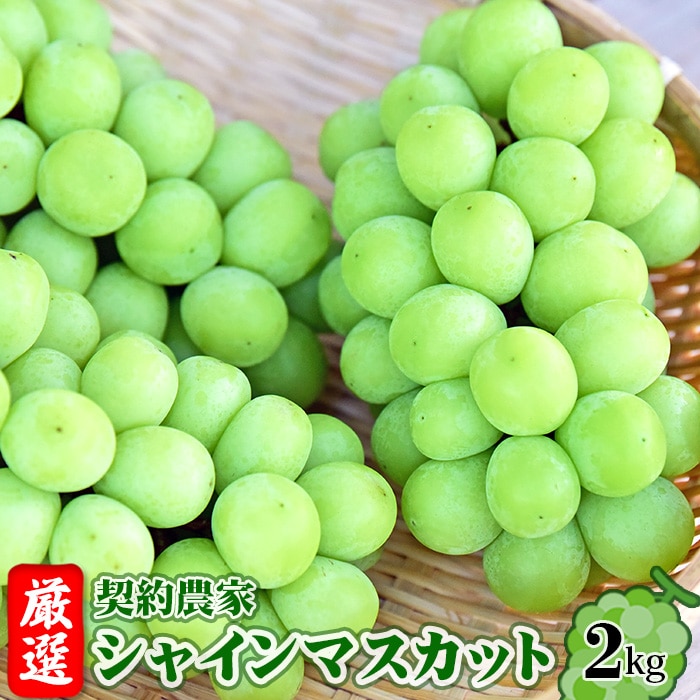 【令和7年9月頃発送】厳選　契約農家　シャインマスカット　約2kg