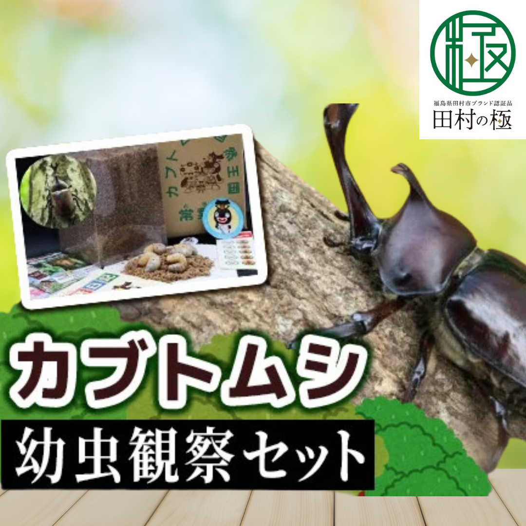 【 2026年発送分 先行予約 】 カブトムシ 幼虫 観察セット 2026年4月から発送開始 自由研究 昆虫 成虫 生体 虫 飼育 夏休み 自然 環境 学習 子供 孫 プレゼント 贈答 福島県 田村市 福島 田村 ムシムシランド N002-003