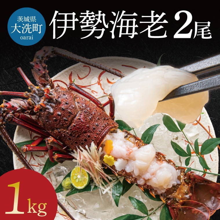 冷凍伊勢エビ５匹(愛媛県産) 伊勢海老 三重県 伊勢志摩産 【冷凍】《2尾 計約500g 》 伊勢