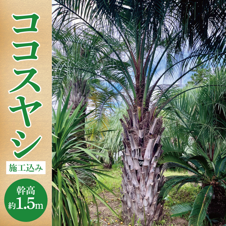 ココスヤシ 幹高約1.5m【施工込み】ヤシの木 ヤシ リゾート ガーデン 自宅 別荘 南国 庭木 観葉植物 大洗町